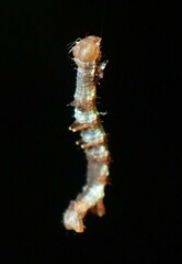 Nematocampa resistaria