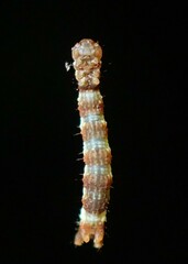 Nematocampa resistaria