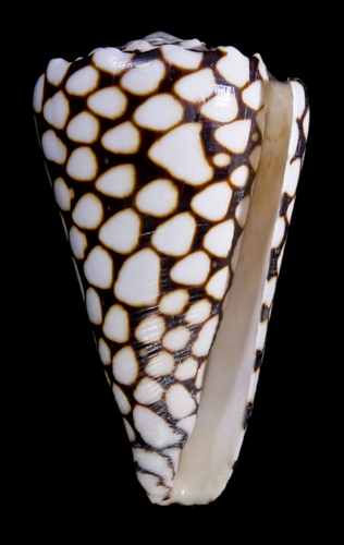 Marble Cone