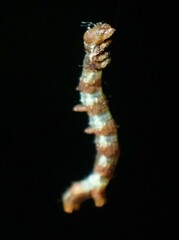 Nematocampa resistaria