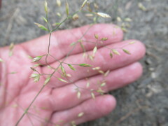 Poa palustris