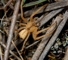 Sidymella rubrosignata