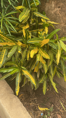Codiaeum variegatum