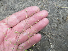 Poa palustris