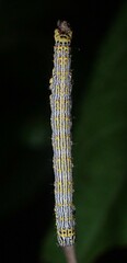 Catocala amestris