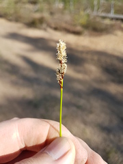 Carex ericetorum