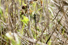 Coryphaeschna ingens