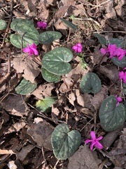 Cyclamen coum
