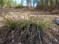 Carex ericetorum