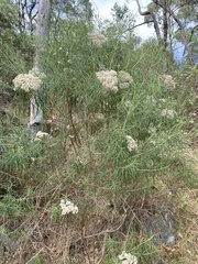 Ozothamnus ferrugineus