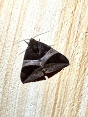 Bastilla fulvotaenia