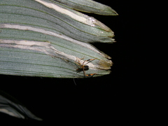 Stenoscelidea cibriana