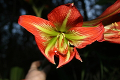 Hippeastrum glaucescens