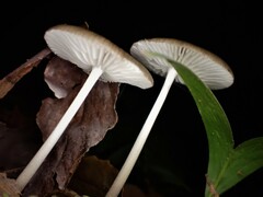 Mycena chlorophos