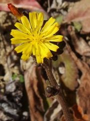 Youngia japonica