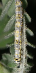 Catocala amestris