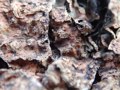 Nectriopsis rubefaciens