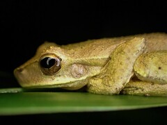 Litoria revelata