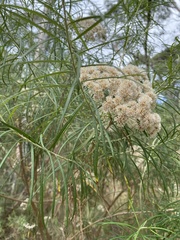 Ozothamnus ferrugineus