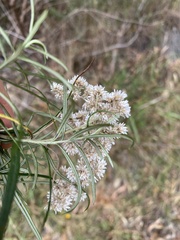 Ozothamnus ferrugineus