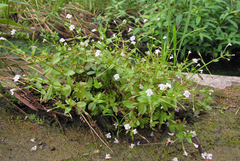 Lindernia procumbens