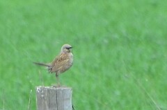 Cincloramphus cruralis