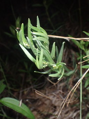 Lithospermum incisum