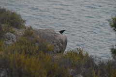 Oenanthe leucura