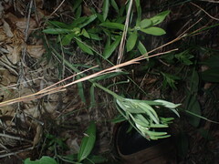 Lithospermum incisum