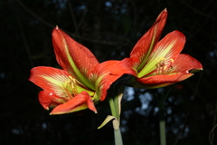 Hippeastrum glaucescens