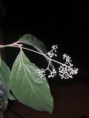 Cinnamomum