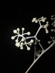 Cinnamomum