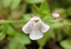 Lindernia procumbens
