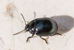 Chrysolina oricalcia