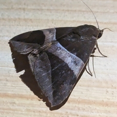 Lepidoptera