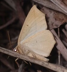 Tetracis crocallata