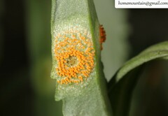 Puccinia coronata