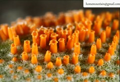 Puccinia coronata