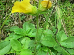 Alectra sessiliflora