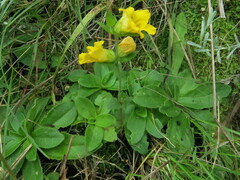 Alectra sessiliflora