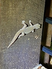 Oedura tryoni
