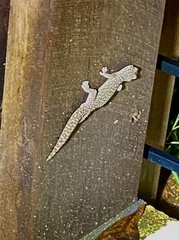 Oedura tryoni