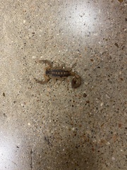 Centruroides vittatus