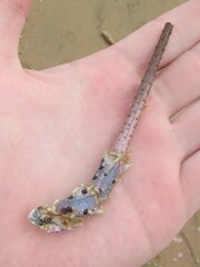 Panulirus ornatus
