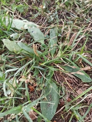 Plantago major