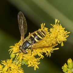 Chrysotoxum pubescens