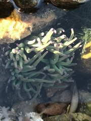 Anemonia viridis