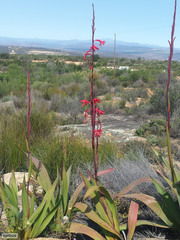 Watsonia vanderspuyae