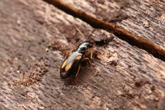 Amblystomus quadriguttatus
