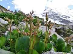 Bergenia